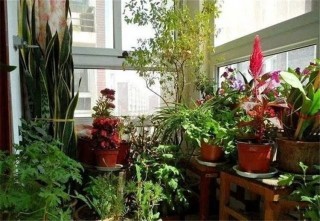 想讓陽台美成「小花房」，根據光照選植物