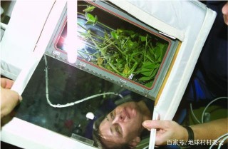 NASA計劃到火星去種樹，外太空結出的李子更好吃？