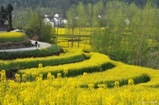 漢中油菜花海，吸引了眾多遊客前來旅遊觀賞，形成漢中亮麗風景線