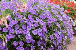 5月養盆矮牽牛，耐曬皮實開花旺，整個夏天花開不斷，美極了_養護_植株_種植