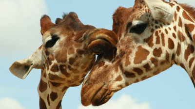 為何8米高的長頸鹿敗給了羚羊，動物園內的王者之爭！