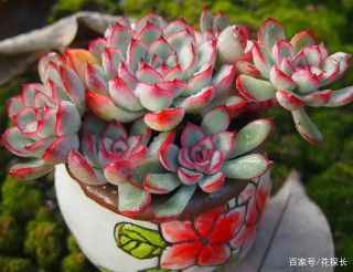 養多肉荷花，盆栽做好配土和養護，莖葉對稱又美觀