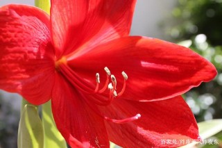 2月末尾3天，桃花怒放，舊愛返途，三大星座，癡情不改，愛你依舊