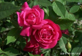 下周開始，有情人終成眷屬，3星座初心未改，追回舊愛，餘生相伴