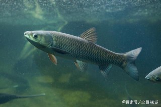 想吃魚還不會做？我來教你做家常美食酸菜魚，提升你的廚藝技能