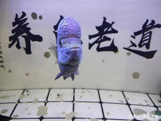 新購買兩個魚缸，把那條彪悍羅漢魚嚇個半死，真丟人