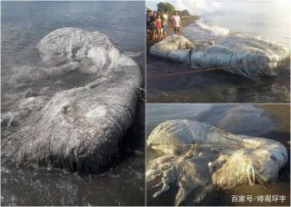 1977年那一天，日本漁船捕獲未知生物，瑪雅預言並未失誤？