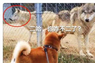 帶柴犬去動物園，它將狼當成二哈，柴犬：你咋不二了？
