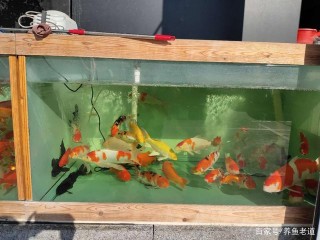 為什麼本來很好的觀賞魚，養來養去，頭大身子小？