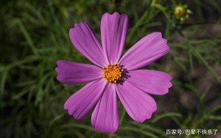 再熬5天，月老道喜，喜鵲鳴枝，四大星座，舊愛有望複合