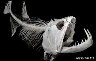 被稱為淡水觀賞魚的絕世高手，這種觀賞魚又多猛呢？