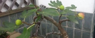 盆栽無花果怕太陽暴曬嗎