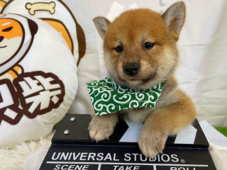 如何從柴犬的耳朵形態鑒別是不是為純種柴犬？