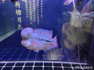 比比觀賞魚常備藥物，有比我再多的嗎，40多種能用到的有多少？