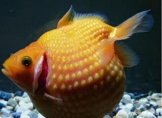 觀賞魚翻鰓是怎麼回事，主要源於三個問題，需要進行手術嗎？