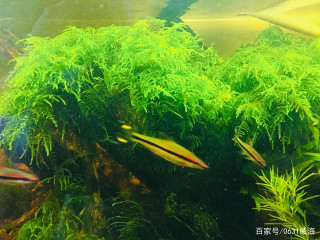 養觀賞魚跳缸問題，一眉道人魚跳缸分析及個人處理觀