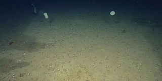 你對深海感到恐懼嗎？