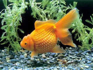 為什麼在什麼魚都吃，卻對金魚敬而遠之，讓我來給你解答！