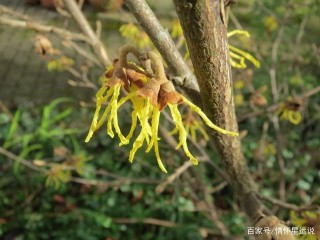 下周桃花開，前任懸崖勒馬，冷暖自知，大方原諒，再續前緣的星座