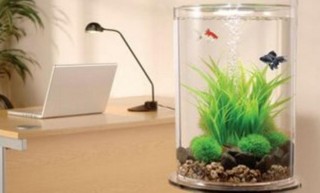 八卦命理：魚缸擺哪裡最旺財 
