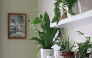 盆栽養花經常遇到的幾個問題