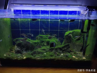一個三十厘米長的小魚缸，三套過濾系統，為什麼水質還不好？