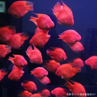 關於觀賞魚的挑選，朋友，你中過招嗎？