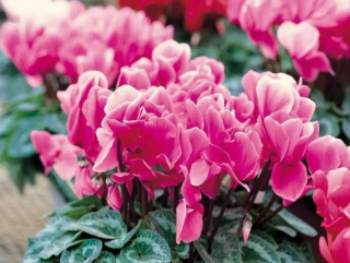 專為廚房而生的花，吸收油煙顏值高，一開就是小半年，值得擁有
