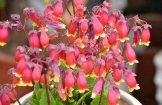 它春節花開正艷，好看又喜慶，寓意長壽，容易養護，適合新手冬栽