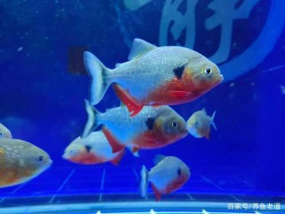 影響觀賞魚飼養密度的幾大因素，不是我們想象的那麼簡單