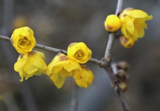 今日小寒｜寒冬已至 春有歸期