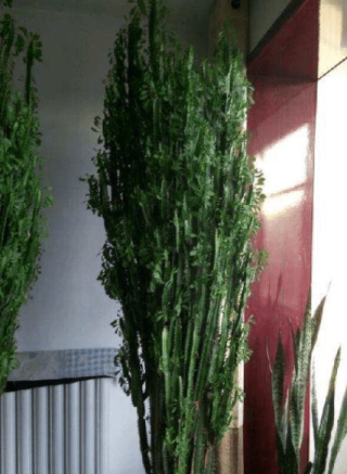 “青龍骨”養得像假花？做好幾個要點，才能生長健康，快速爆盆_植物