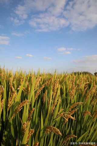 蘇州農家樂包吃住欣賞秋季的太湖美食美景，有誰不愛呢？