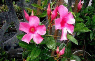 搭花架養的3種花，枝條柔軟花朵美，夏季室內室外都能養