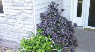 鴨蹠草科植物裏特好養的吊竹梅盆栽，葉色斑斕，養護難度極低