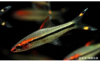 盤點：哪些觀賞魚適合在水草缸裏養？