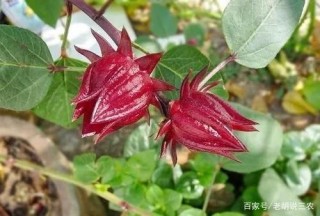 一種被許多人“拋棄”的植物又火了，究竟為啥火了？能種植嗎？