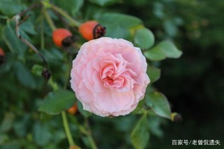 未來一周天降大喜，桃花運強勢來襲，四星座牽手真愛，幸福久久！