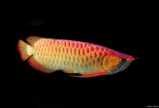 最受人們熱愛的觀賞魚，龍魚的魅力有哪些？