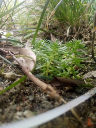 花盆裏長草太頭疼？別拔了，雜草也是“救命草”！