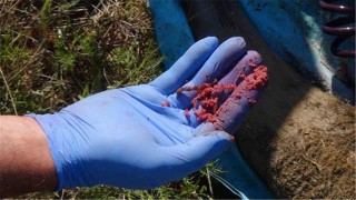 漲姿勢！動物會得抑鬱症嗎？科學家的實驗顛覆傳統認知