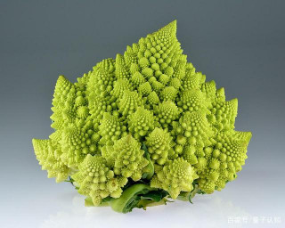 《科學》封面文章：科學家破解了羅馬花菜“分形”背後的數學原理