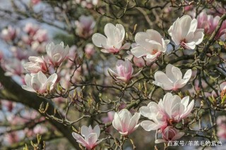 1月，桃花始盛開，4大星座收獲愛情，牽手真愛，共度幸福餘生