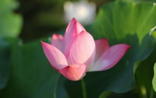 10月財富高漲，好運勢齊開，財運多多，好事多多，喜上加喜的星座
