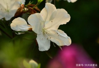 2021年，十裏桃花，思念如潮，前緣未了，終將複合的4星座