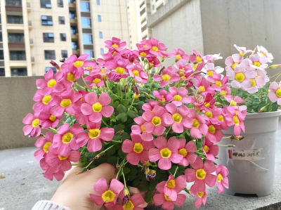 四款專為陽台而生的花，皮實好養愛爆花，一年到頭花開不停歇