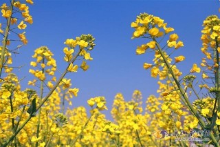 莫負好春光 快來樂山蘇稽古鎮賞花品美食！