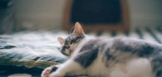 喵星人的心思你別猜，盤點喵星人喜歡藏身的四個地點