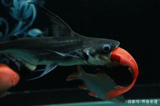 明知道這種觀賞魚，可以長到一米以上，為什麼很多魚友都有飼養？
