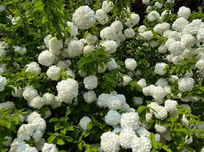 人見人愛的中華木繡球，皮實好養開花旺，新手也能養成“大雪球”